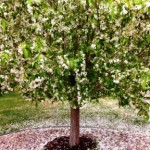 Colorada tree Spring