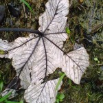 white leaf in PR rainforest