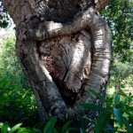 Heart Tree